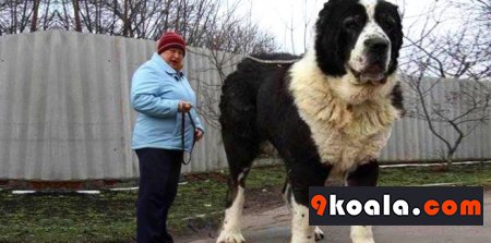 Alabay Köpek Cinsi Özellikleri Ve Bakımı