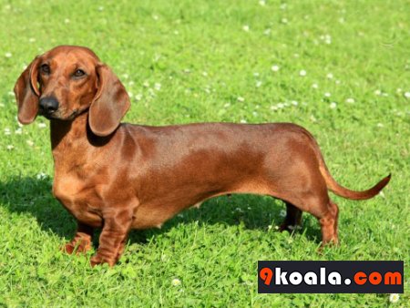 Dachshund Köpek Cinsi Özellikleri Ve Bakımı