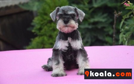 Minyatür Schnauzer Köpek Cinsi Özellikleri ve Bakımı