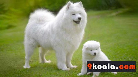 Samoyed Köpek Cinsi Özellikleri ve Bakımı