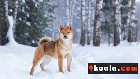 Shiba Inu Köpek Cinsi Özellikleri Ve Bakımı