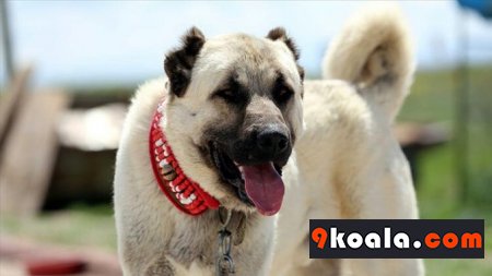 Kangal Köpek Cinsi Özellikleri Ve Bakımı