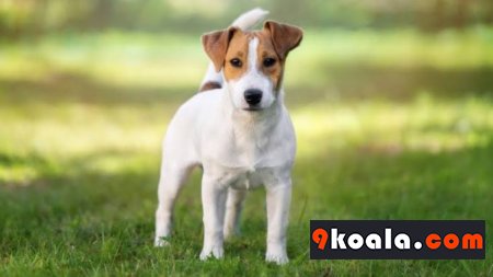 Jack Russell Köpek Cinsi Özellikleri Ve Bakımı