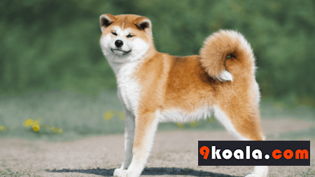 Akita Inu Köpek Cinsi Özellikleri Ve Bakımı