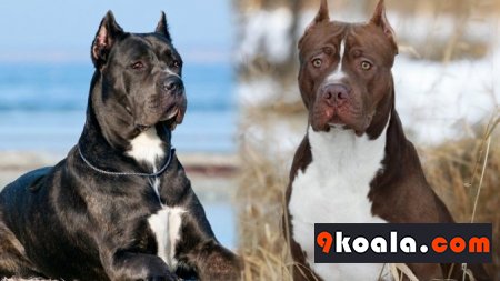 Cane Corso Köpek Cinsi Özellikleri Ve Bakımı