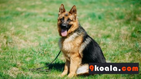 Alman Kurdu Köpek Cinsi Özellikleri ve Bakımı