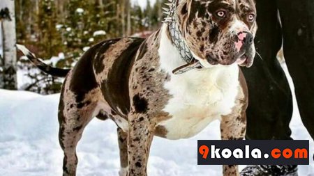 Pitbull Köpek Eğitimi Hakkında Bilinmesi Gerekenler