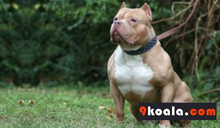 Pitbull Köpek Cinsi Özellikleri ve Bakımı
