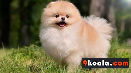 Pomeranian Boo Köpek Cinsi Özellikleri Ve Bakımı