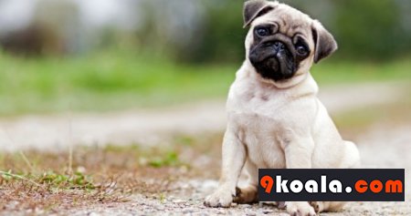 Pug Cinsi Köpeklerin Özellikleri Ve Bakımı