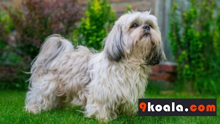 Shih Tzu Köpek Cinsi Özellikleri Ve Bakımı