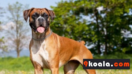 Boxer Köpek Cinsi Özellikleri Ve Bakımı