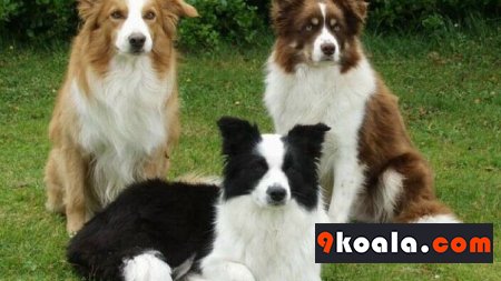 Border Collie Köpek Cinsi Özellikleri Ve Bakımı