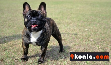 French Bulldog Cinsi Özellikleri Ve Bakımı