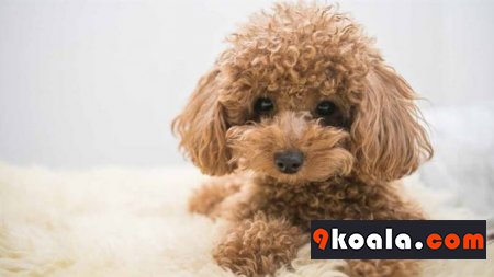 Toy Poodle Cinsi Köpekler Hakkında Bilgiler