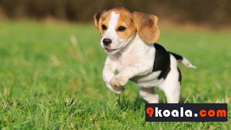 Beagle Cinsi Köpeklerin Bakımı ve Özellikleri