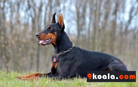 Doberman Pinscher Özellikleri Ve Bakımı