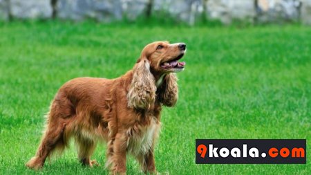 Amerikan Cocker Spaniel Hakkında Bilgiler