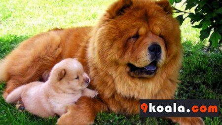 Chow Chow Köpek Cinsi Özellikleri ve Bakımı