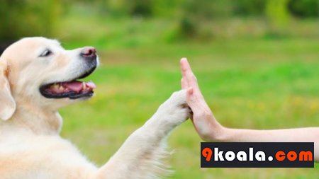 Köpek Eğitimi Hakkında Bilgiler