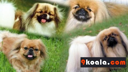 Pekinez Irkı Köpekler Hakkında Bilgiler