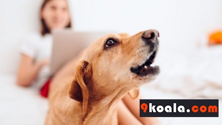 Köpeklerin Havlama Sorunu