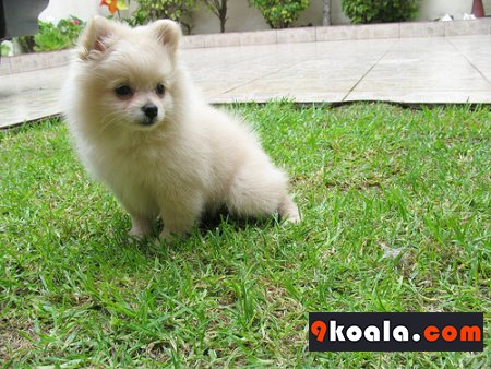 Yavru Köpeklere Tuvalet Eğitimi