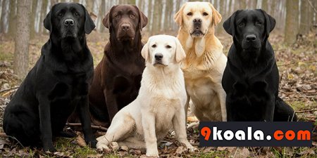 Labrador Retriever Köpek Cinsi Özellikleri Ve Bakımı