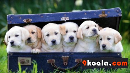 Köpeklerin Hayatımıza kattığı renk
