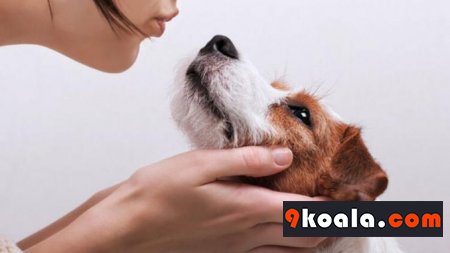 Köpekler Hakkında Genel Bilgiler