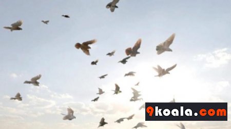 Kuşlar Hakkında Her Şey
