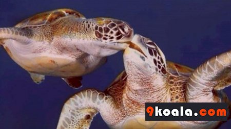 Caretta Carettaların Yaşamı