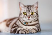 American Shorthair Kedisi Özellikleri Ve Bakımı