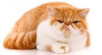 Exotic Shorthair Kedi Cinsi Özellikleri ve Bakımı