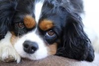 Cavalier King Charles Köpek Cinsi Özellikleri Ve Bakımı