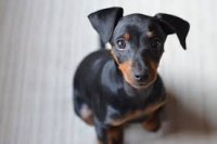 Minyatür Pinscher Köpek Cinsi Özellikleri Ve Bakımı