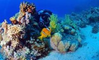 Information About Life Under the Sea