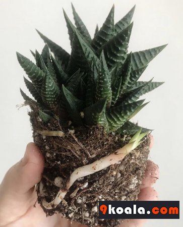 Haworthia Fasciata (Zebra Plant cactus)