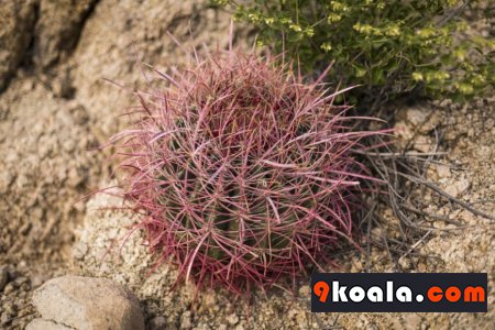 Woolly headed Barrel Cactus (Echinocactus Polycephalus)