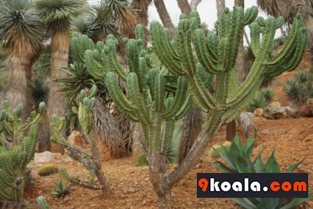Myrtillocactus geometrizans