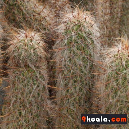 Oreocereus trollii cactus