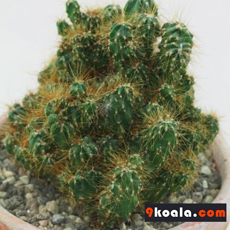 Cereus repandus var  monstrosus