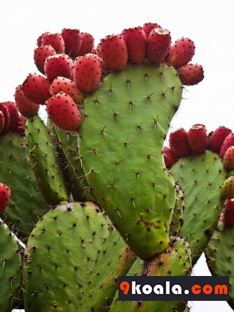 Tuna Cactus