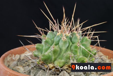 Thelocactus rinconensis