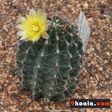 Thelocactus setispinus