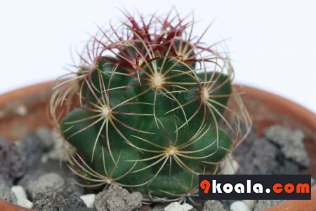 Thelocactus bicolor cactus