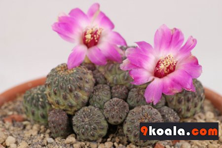 Sulcorebutia rauschii