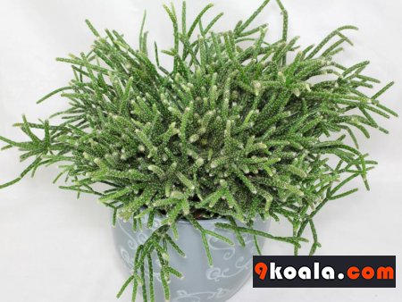Rhipsalis pilocarpa cares