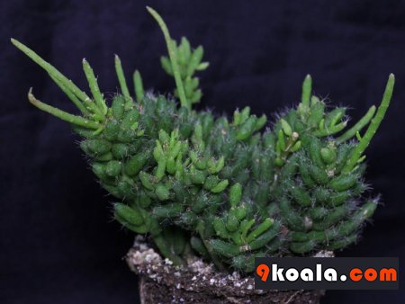 Rhipsalis mesembryanthemoides