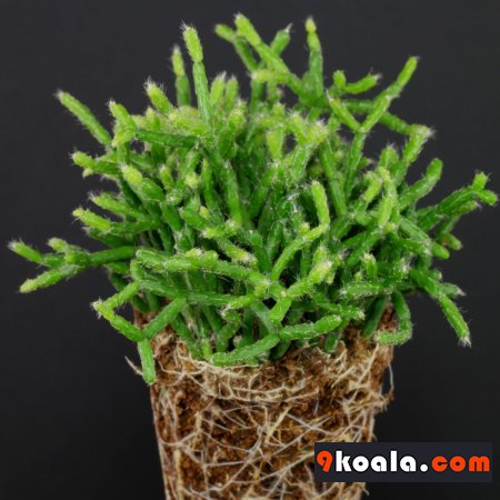 Rhipsalis clavata cactus